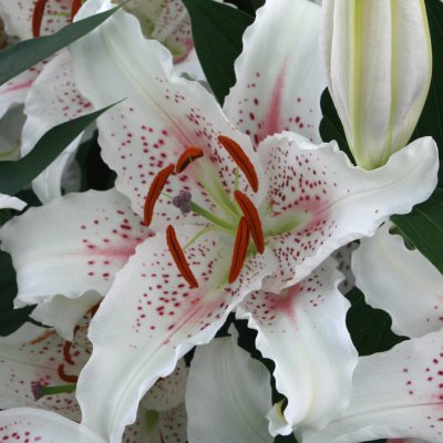 Lilium hybr. Muscadet, Orientalisk Lilja, P11cm