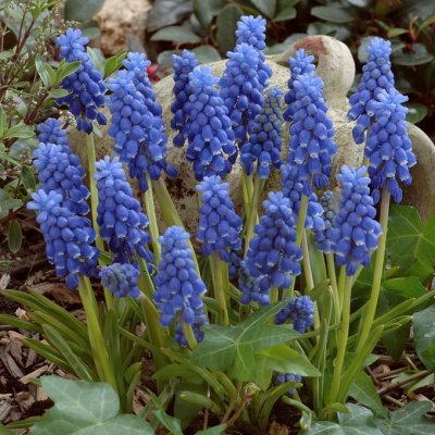 Armenisk Pärlhyacint Muscari armeniacum 50st