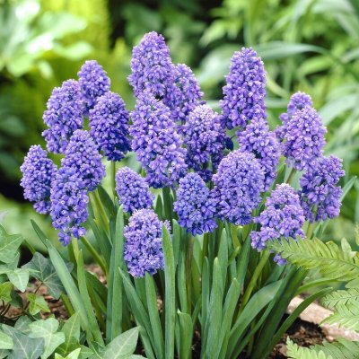 Muscari armeniacum Blue Spike