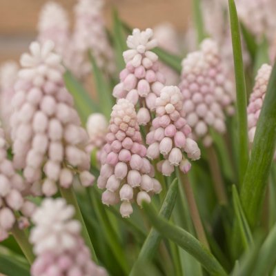 Muscari Pink Surprise