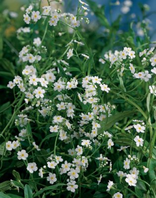 Myosotis palustris Alba, Förgätmigej, P9cm