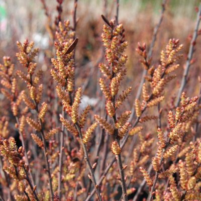 Myrica gale, Pors, C5