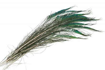 Påfågelfjäder Edge 70cm