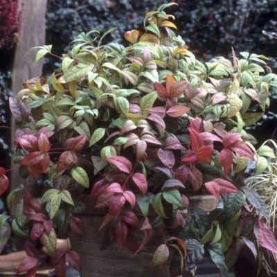 Nandina domestica Firepower ®