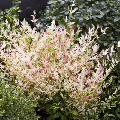 Nandina domestica Twilight ®