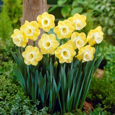 Stjärnnarciss Narcissus Avalon 5st