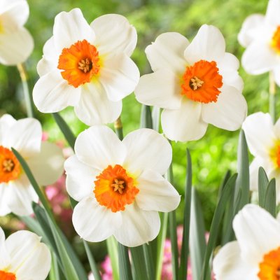 Stjärnnarciss Narcissus Barret Browning 5st