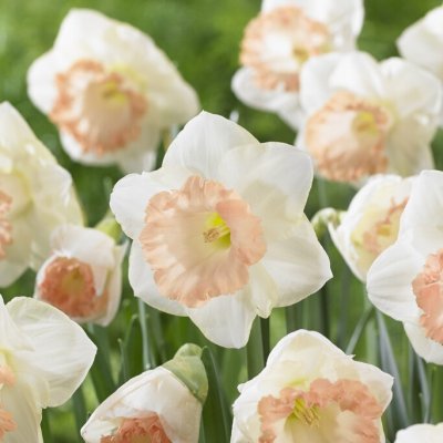 Påsklilja Narcissus British Gamble 5st