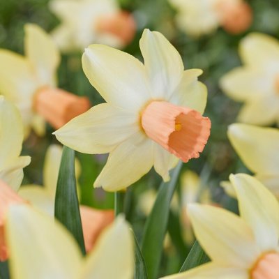 Cyclamineusnarciss Narcissus cyclamineus Carice 5st
