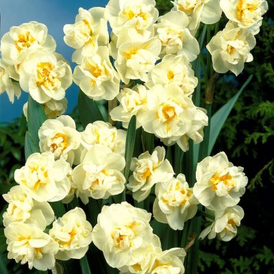 Bukettnarciss Narcissus Cheerfulness 5st