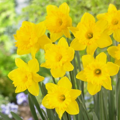 Påsklilja Narcissus Dutch Master 5st