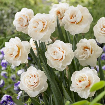 Narciss Narcissus Gay Kybo 5st