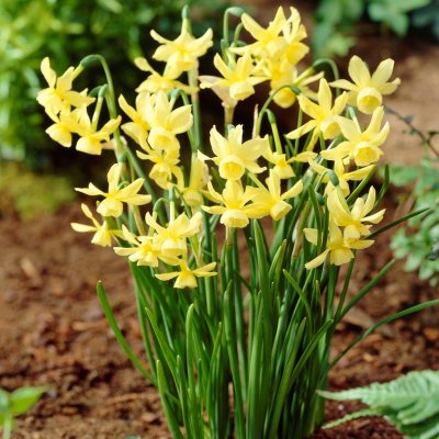 Orkidénarciss Narcissus triandrus Hawera 10st