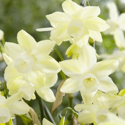 Narcissus jonquilleus Moonlight Sensation