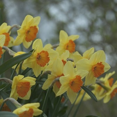 Stjärnnarciss Narcissus Juanita 5st