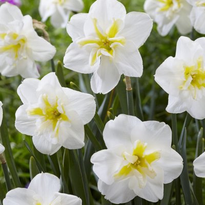 Stjärnnarciss Narcissus Lemon Beauty 5st
