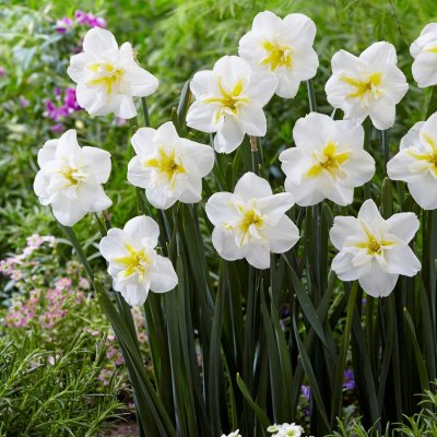 Stjärnnarciss Narcissus Lemon Beauty 5st