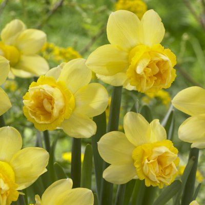 Stjärnnarciss Narcissus Milena 5st