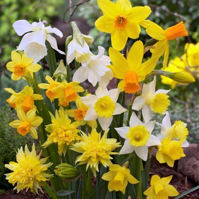 Botanisk Narciss Narcissus Mix 10st