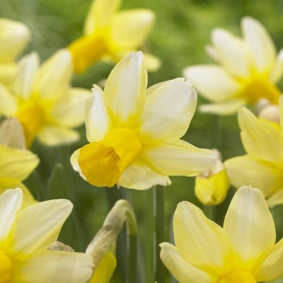 Narcissus Mother Duck