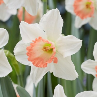 Stjännarciss Narcissus Pink Charm 5st