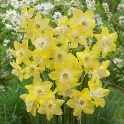 Trädgårdsjonkvill Narcissus Pipit 7st