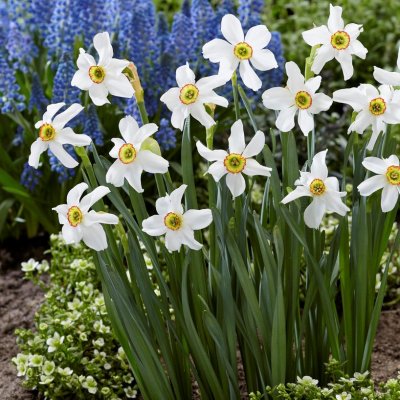 Pingstlilja Narcissus Recurvus 5st