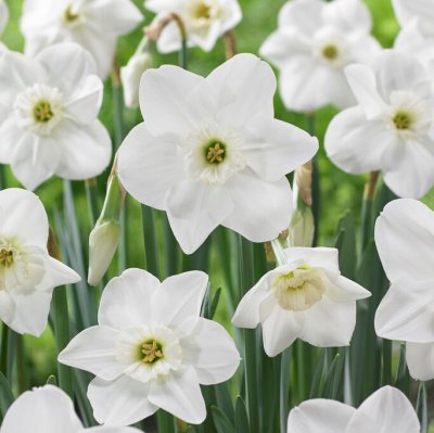 Stjärnnarcciss Narcissus Princess Zaide 5st