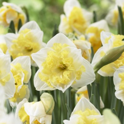 Stjärnnarciss Narcissus Printal 5st