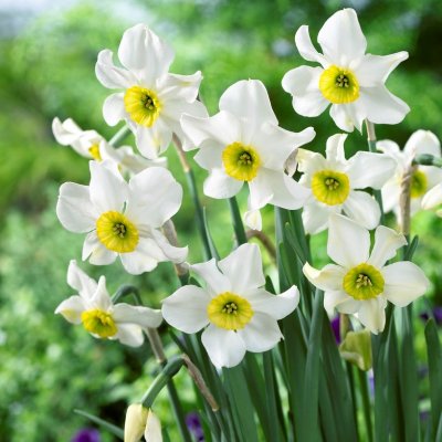 Stjärnnarciss Narcissus Sinopel 5st