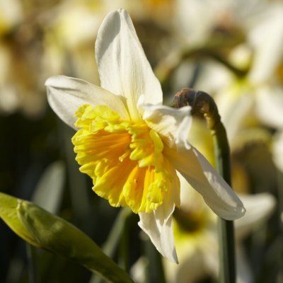 Narcissus x incomparabilis Slim Whitman