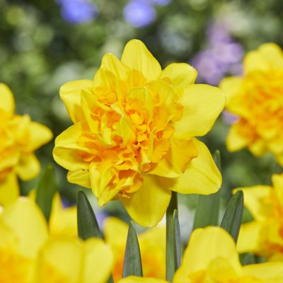 Narcissus Sunday Star