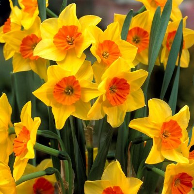 Trädgårdsjonkvill Narcissus Suzy 5st