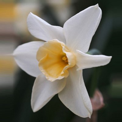 Narcissus cycl. Sweet Love, Narciss Sweet Love - kruka - 11cm