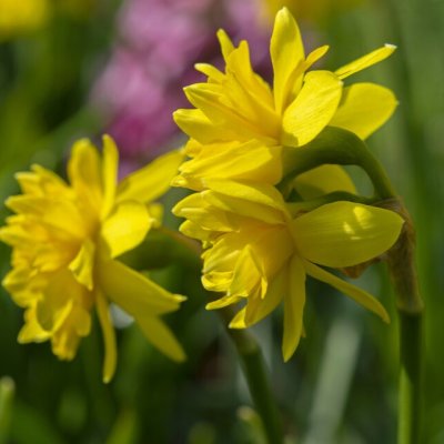 Narcissus x cyclazetta Tête Bouclé