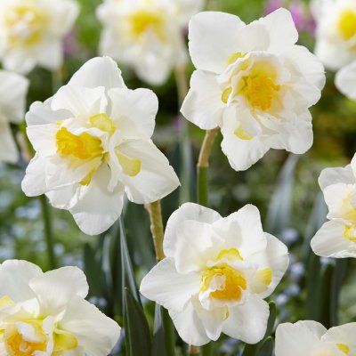 Stjärnnarciss Narcissus White Lion 5st
