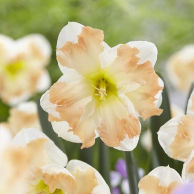 Stjärnnarciss Narcissus Cum Laude 5st