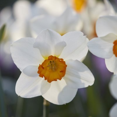 Narcissus x incomparabilis Joyce Spirit