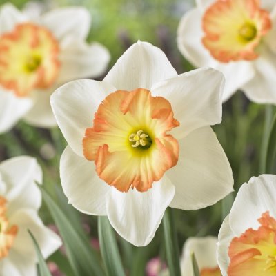 Narcissus x incomparabilis Pink Bomb