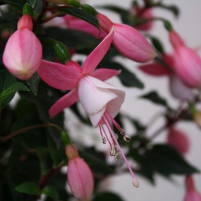 Fuchsia Upprätt, Nelli 3-pack