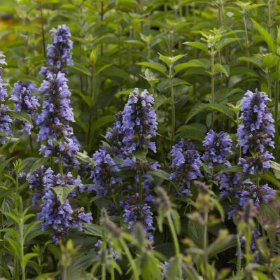 Nepeta kubanica, Ängsnepeta
