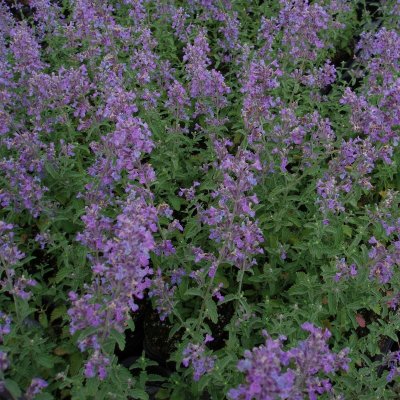 Nepeta mussinii, Kantnepeta, P9cm
