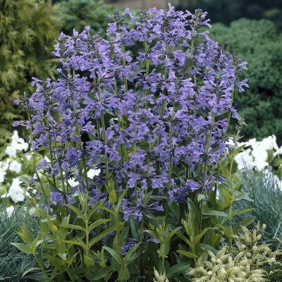 Nepeta sibirica Souvenir d´André Chaudron, Stor Drakblomma
