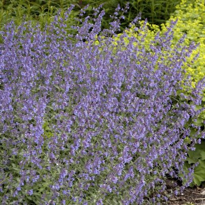 Nepeta faassenii Walker´s Low, Kantnepeta / Kattmynta