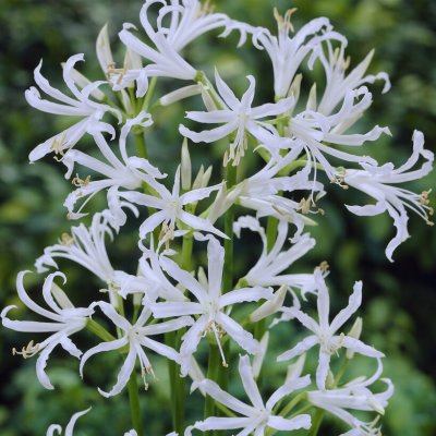 Nerine bowdenii Alba 2st