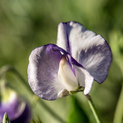 Luktärt Nimbus