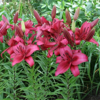 Lilium hybr. November Rain, Hybridlilja, P11cm