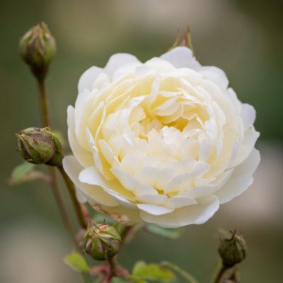 Rosa austin Nye Bevan ® Jonathan Buckley David Austin Roses