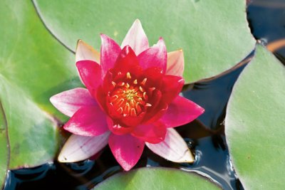 Nymphaea Burgundy Princess, Dvärgnäckros, P11cm