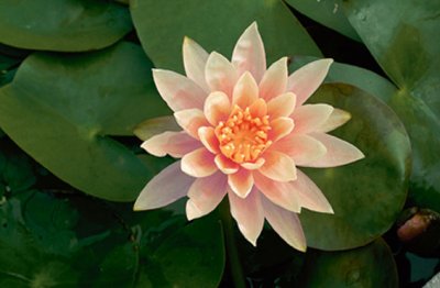 Nymphaea Colorado, Näckros, P11cm